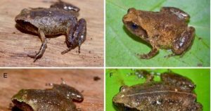 Phát hiện loài ếch tí hon chưa từng được biết đến ở Hà Tĩnh