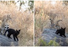 So Sánh Sư Tử và Hổ: Ai Mạnh Hơn?