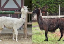 Phân Biệt Alpaca và Llama – 7 Điểm Khác Nhau Dễ Nhận Biết