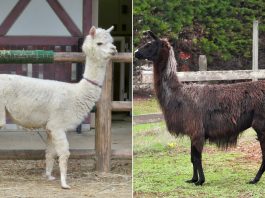Phân Biệt Alpaca và Llama – 7 Điểm Khác Nhau Dễ Nhận Biết