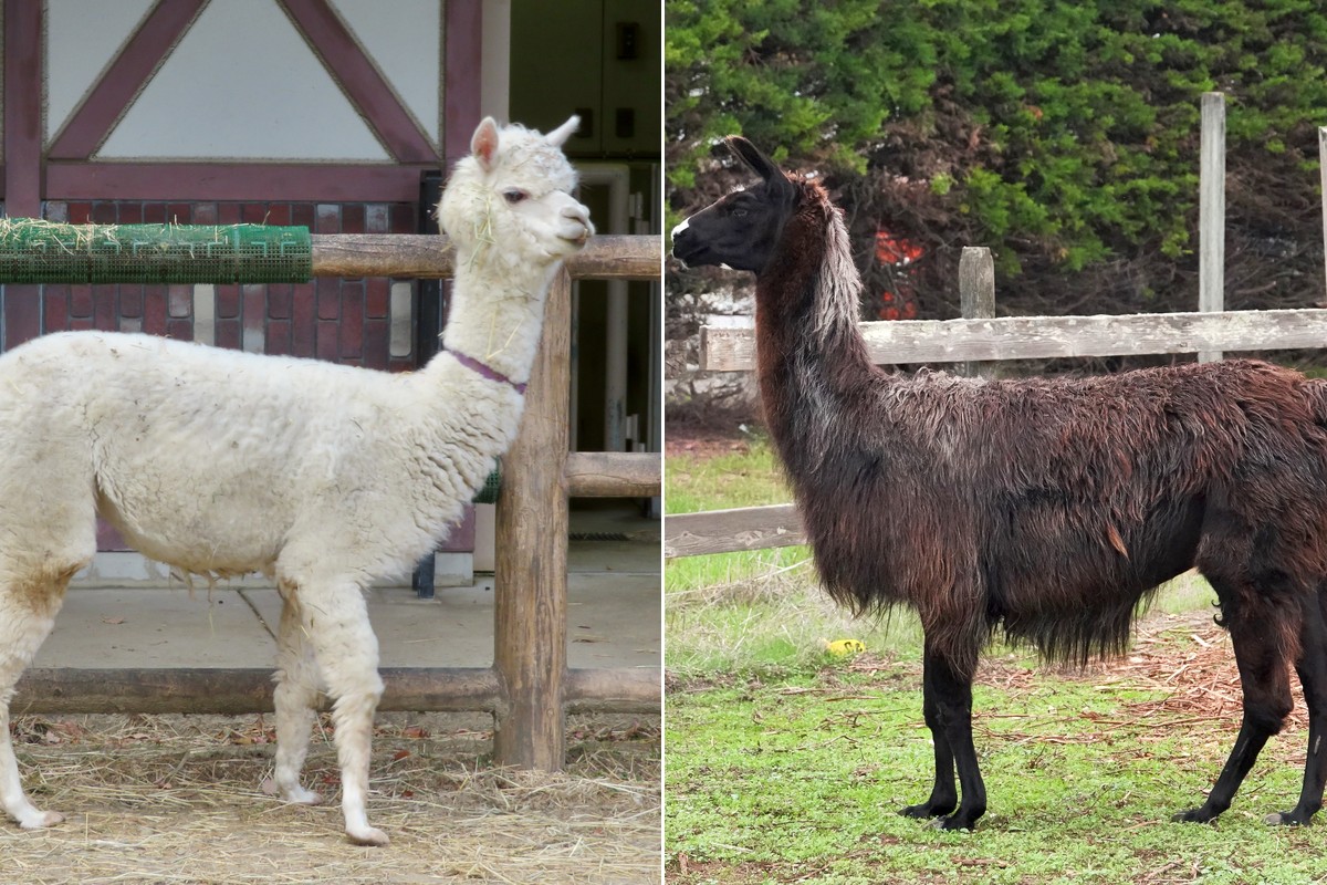 Phân Biệt Alpaca và Llama - 7 Điểm Khác Nhau Dễ Nhận Biết