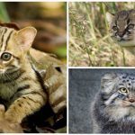 Danh sách các loài mèo hoang dã nhỏ