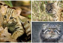 Danh sách các loài mèo hoang dã nhỏ
