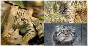 Danh sách các loài mèo hoang dã nhỏ