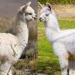 Cách phân biệt lạc đà Alpacas và lạc đà không bướu llamas