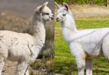 Cách phân biệt lạc đà Alpacas và lạc đà không bướu llamas