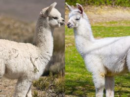 Cách phân biệt lạc đà Alpacas và lạc đà không bướu llamas