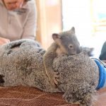 Bật khóc trước cảnh chú Koala con ôm mẹ không rời trong giây phút ngàn cân treo sợi tóc