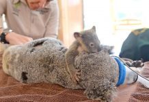 Bật khóc trước cảnh chú Koala con ôm mẹ không rời trong giây phút ngàn cân treo sợi tóc