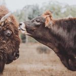 Câu chuyện cảm động về một tình bạn đẹp giữa chú bò mù và bé bê con