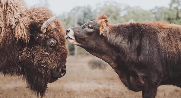 Blind and lonely bison is ignored by all other animals, but then she met Oliver – Animal Stories