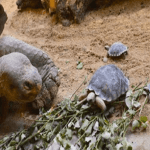 Hạnh phúc vỡ oà khi lần đầu làm mẹ của cụ rùa ở tuổi 80