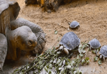 Hạnh phúc vỡ oà khi lần đầu làm mẹ của cụ rùa ở tuổi 80