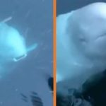 Cô gái may mắn được cá voi Beluga đem trả lại chiếc điện thoại vô tình đánh rơi dưới biển