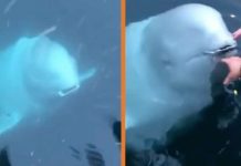 Cô gái may mắn được cá voi Beluga đem trả lại chiếc điện thoại vô tình đánh rơi dưới biển
