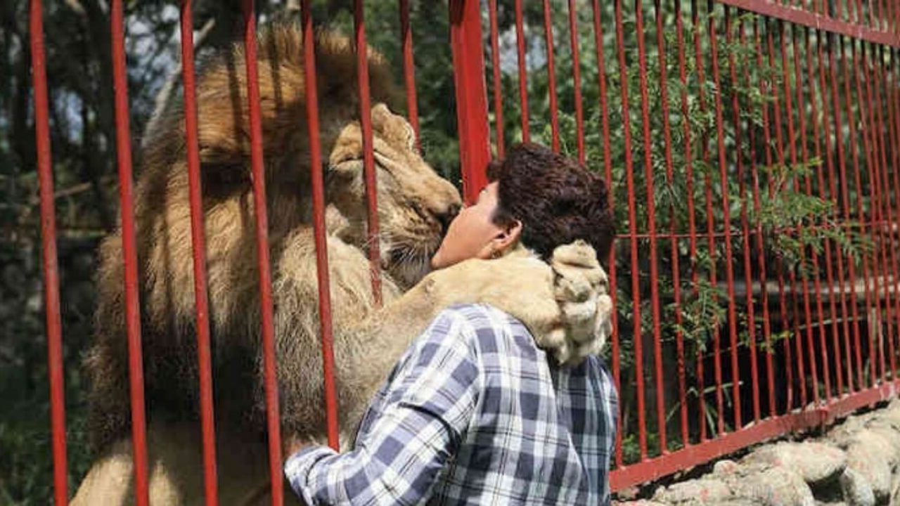 Phút chia li của chú sư tử và ân nhân cứu mạng sau gần 20 năm gắn bó - Kênh  Động Vật