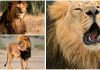 Tại sao sư tử đực lại có bờm?