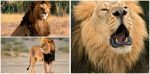 Tại sao sư tử đực lại có bờm?