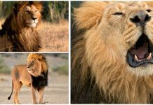 Tại sao sư tử đực lại có bờm?
