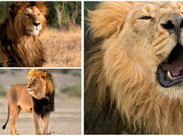 Tại sao sư tử đực lại có bờm?