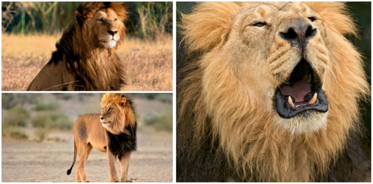 Tại sao sư tử đực lại có bờm?