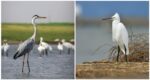 Cò và Diệc: Hai loài chim chân dài, cổ cao thanh thoát – Làm thế nào để phân biệt?