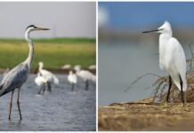Cò và Diệc: Hai loài chim chân dài, cổ cao thanh thoát – Làm thế nào để phân biệt?
