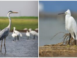 Cò và Diệc: Hai loài chim chân dài, cổ cao thanh thoát – Làm thế nào để phân biệt?