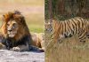 So Sánh Sư Tử và Hổ: Ai Mạnh Hơn?