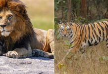 So Sánh Sư Tử và Hổ: Ai Mạnh Hơn?