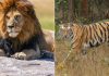 So Sánh Sư Tử và Hổ: Ai Mạnh Hơn?