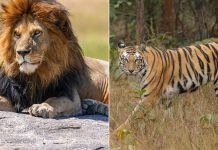 So Sánh Sư Tử và Hổ: Ai Mạnh Hơn?