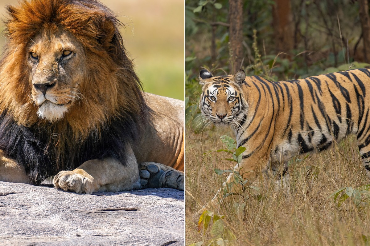 So Sánh Sư Tử và Hổ: Ai Mạnh Hơn?