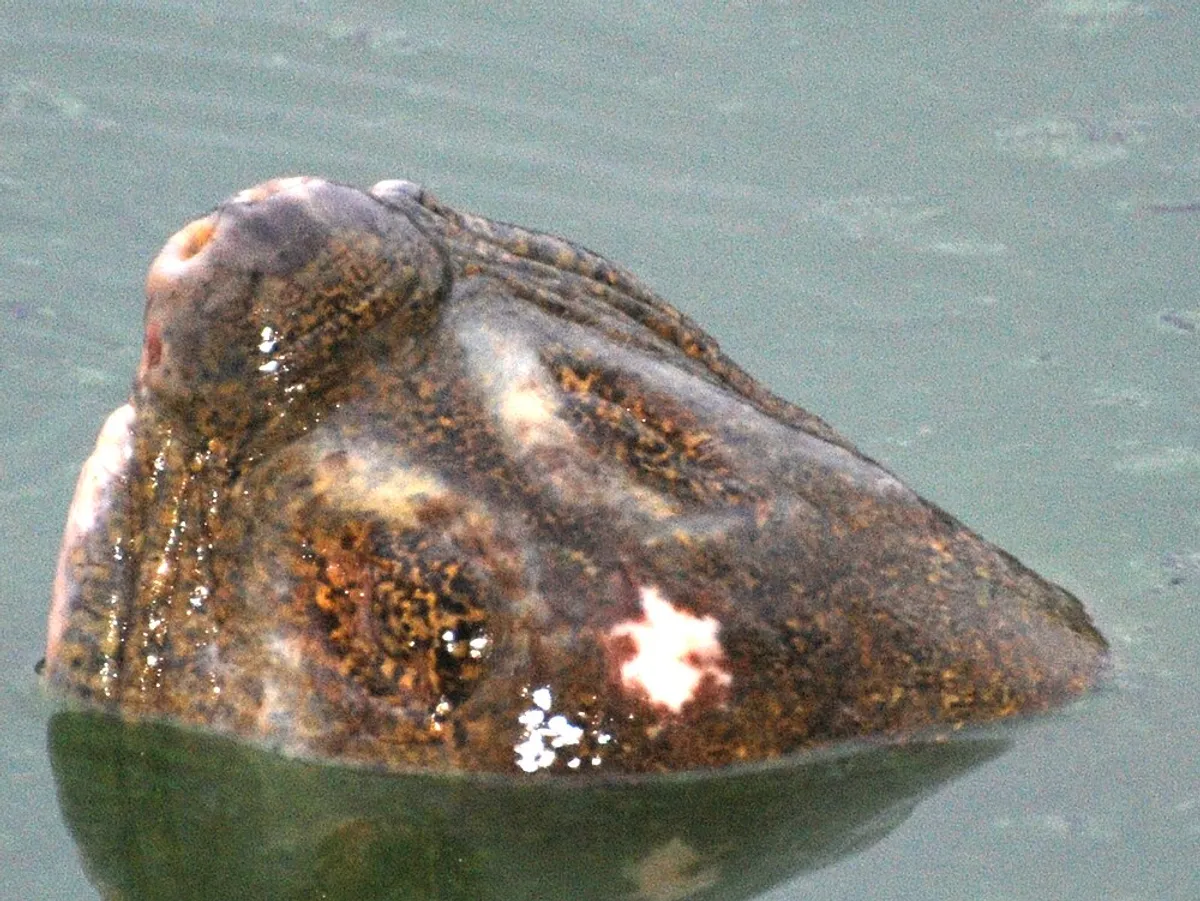 Các chuyên gia bảo tồn kiểm tra rùa Hoàn Kiếm trong đợt cứu hộ