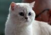 Mèo Anh Lông Ngắn (British Shorthair) – Chú Gấu Bông Biết Đi Trầm Tính Mèo Anh lông ngắn màu xám xanh đang nhìn thẳng với khuôn mặt tròn trĩnh
