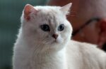 Mèo Anh Lông Ngắn (British Shorthair) - Chú Gấu Bông Biết Đi Trầm Tính