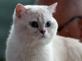 Mèo Anh Lông Ngắn (British Shorthair) – Chú Gấu Bông Biết Đi Trầm Tính Mèo Anh lông ngắn màu xám xanh đang nhìn thẳng với khuôn mặt tròn trĩnh