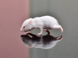 Hamster: Kẻ Gây Nghiện Mũm Mĩm Giấu Thức Ăn Sau Đôi Má Phồng Hamster non nớt hai tuần tuổi nằm gọn lỏn trong lòng bàn tay người