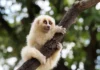 Cu Li: Sinh Vật Đáng Yêu Chứa Đoạt Mệnh Nọc Độc Nơi Cánh Tay Cu li (Slow loris) bám chặt vào cành cây nhìn thẳng vào ống kính với đôi mắt to tròn đặc trưng