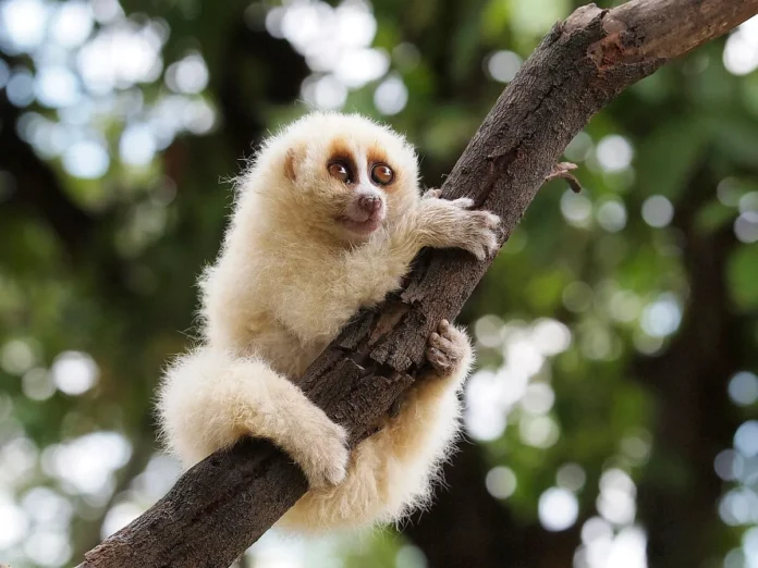 Cu Li: Sinh Vật Đáng Yêu Chứa Đoạt Mệnh Nọc Độc Nơi Cánh Tay Cu li (Slow loris) bám chặt vào cành cây nhìn thẳng vào ống kính với đôi mắt to tròn đặc trưng