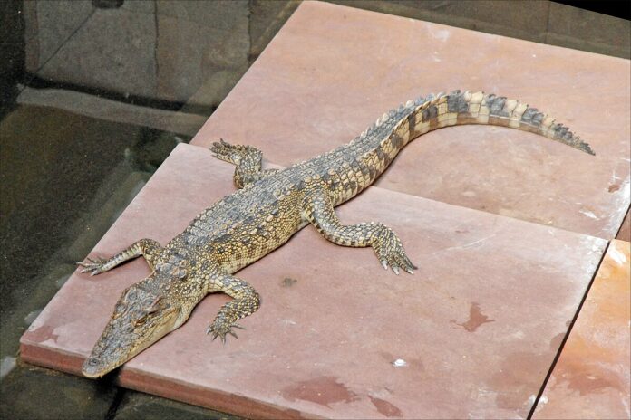 Cá Sấu Nước Ngọt (Cá Sấu Xiêm): Sát Thủ Tàng Hình Giữa Đầm Lầy Cá sấu nước ngọt (Cá sấu Xiêm) tại Siem Reap, Campuchia