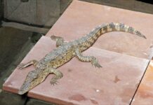 Cá Sấu Nước Ngọt (Cá Sấu Xiêm): Sát Thủ Tàng Hình Giữa Đầm Lầy Cá sấu nước ngọt (Cá sấu Xiêm) tại Siem Reap, Campuchia