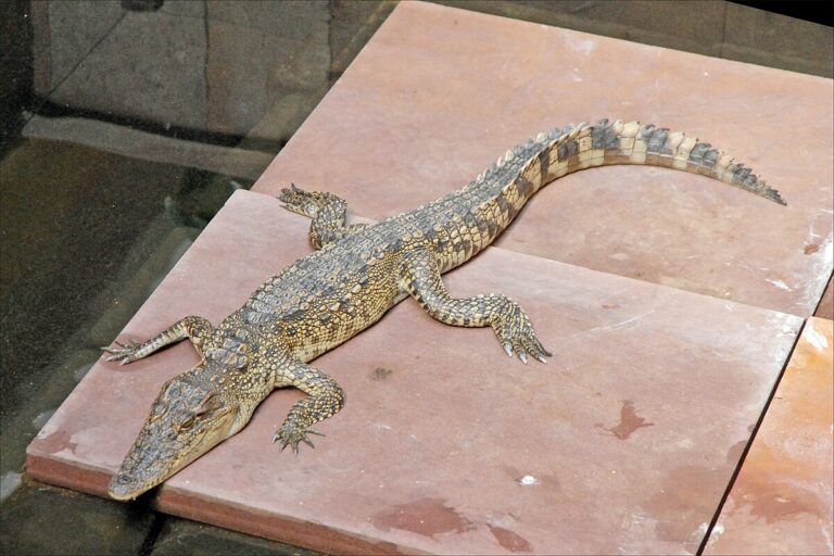 Cá Sấu Nước Ngọt (Cá Sấu Xiêm): Sát Thủ Tàng Hình Giữa Đầm Lầy