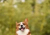 Chó Corgi (Welsh Corgi): Bí Ẩn Về Giống Chó Chân Ngắn Hoàng Gia Chó Corgi con lông vàng trắng đứng dựng hai chân sau với vẻ mặt vui nhộn đáng yêu