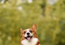 Chó Corgi (Welsh Corgi): Bí Ẩn Về Giống Chó Chân Ngắn Hoàng Gia Chó Corgi con lông vàng trắng đứng dựng hai chân sau với vẻ mặt vui nhộn đáng yêu