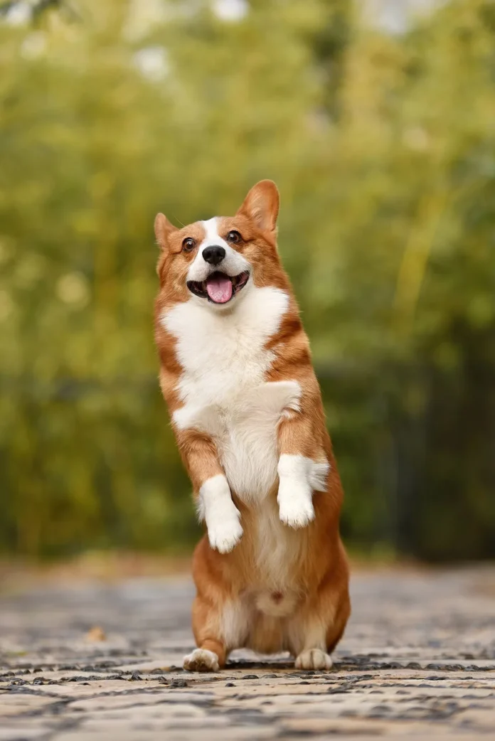Chó Corgi (Welsh Corgi): Bí Ẩn Về Giống Chó Chân Ngắn Hoàng Gia Chó Corgi con lông vàng trắng đứng dựng hai chân sau với vẻ mặt vui nhộn đáng yêu