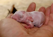 Thỏ Kiểng: Sinh Vật Mỏng Manh Cần Chăm Sóc Đúng Điệu Con thỏ kiểng có bộ lông loang lổ đốm nâu trắng ngồi thong dong trên thảm dăm