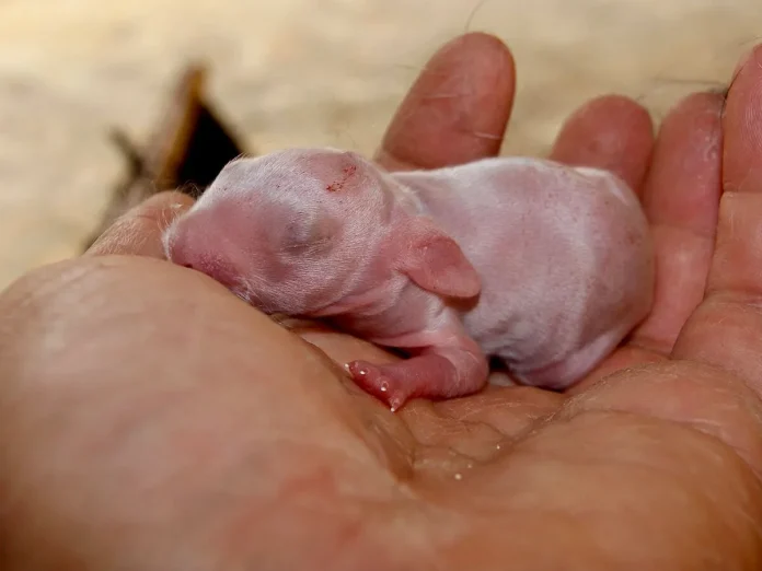 Con thỏ kiểng có bộ lông loang lổ đốm nâu trắng ngồi thong dong trên thảm dăm