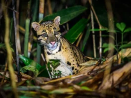 Báo gấm Đông Dương chồm lên vách đá với bộ lông vằn viền mây tuyệt đẹp