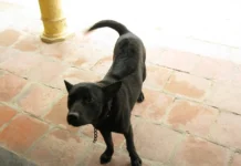 Chó Phú Quốc – Tự Hào “Vương Khuyển” Bản Địa Từ Đảo Ngọc Chó Phú Quốc - giống chó bản địa đặc trưng của đảo Phú Quốc, Việt Nam